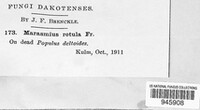 Marasmius rotula image